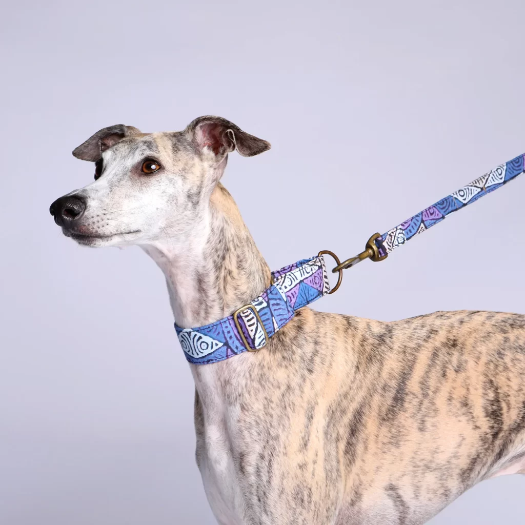 Collar Whippet: Choosing the Perfect Collar for Your Whippet