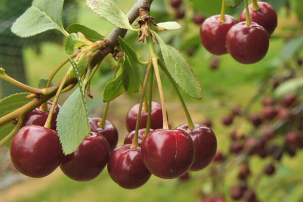 Sweet Lou Cherry: A Delicious and Nutritious Delight