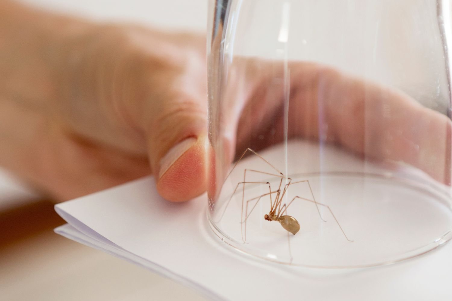 The Ultimate Guide to Spider Killers: Effective Solutions for Your Home