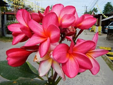 Frangipani Fever: Exploring the Allure of a Beloved Flower