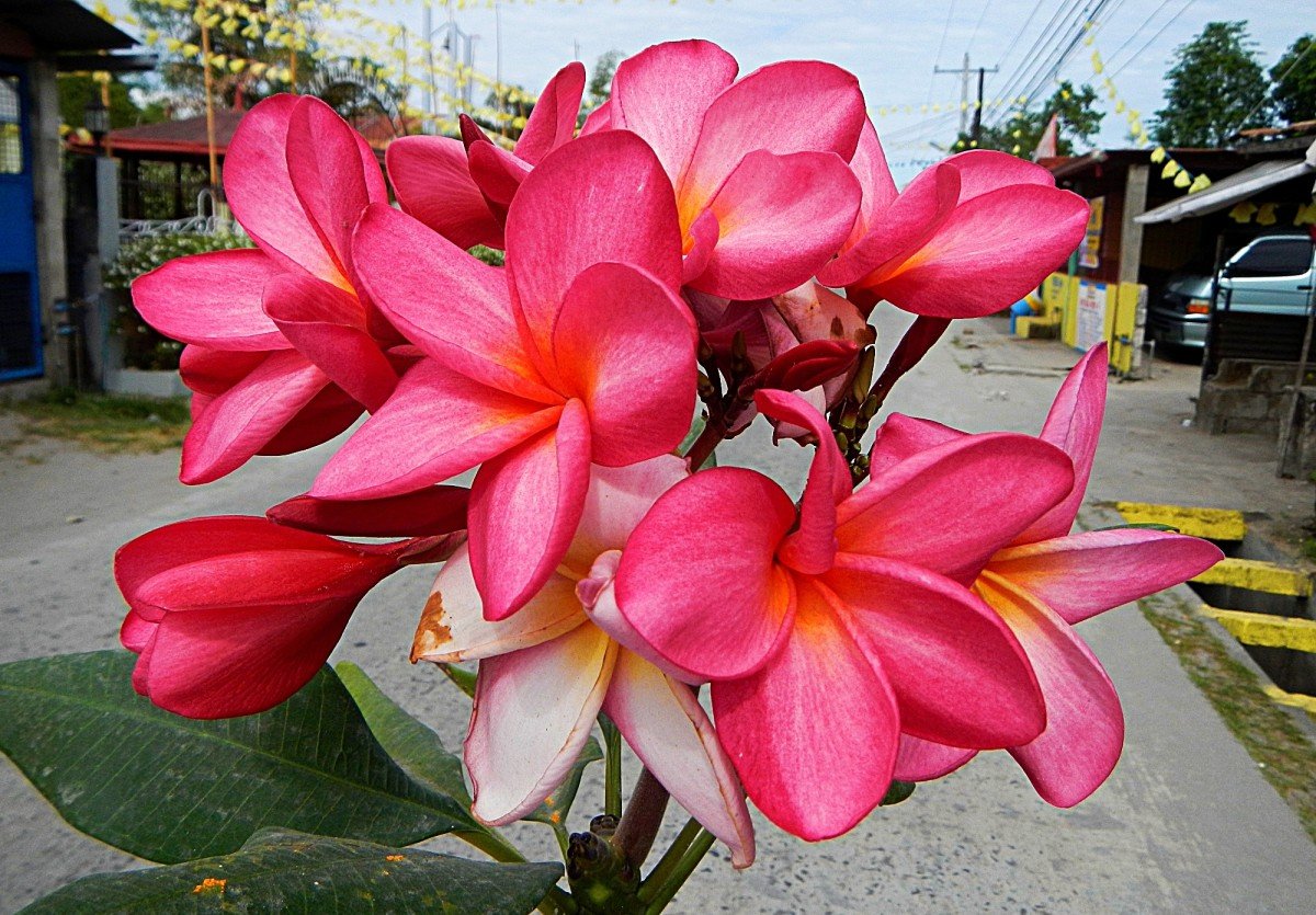 Frangipani Fever: Exploring the Allure of a Beloved Flower